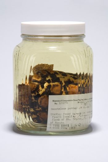 Media type: image;   Herpetology R-120270 Description: Image taken for Time and Time Again exhibit at Collection of Historical Scientific Instruments.;